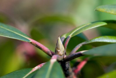 Rhododendron caucasium - pěnišník kavkazský - pupen